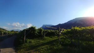 I vigneti della piana rotaliana